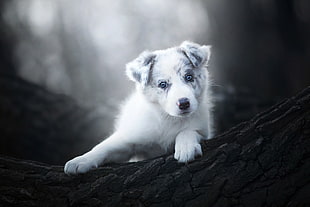 grayscale photo of Australian Shepherd puppy, dog, puppies, animals, nature