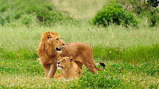 Lion and Lioness on the green grass field photo in daytime