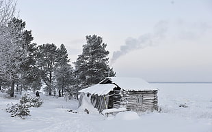 snow-covered house and trees, landscape, nature, snow, cabin