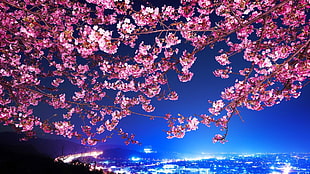 photo of pink cherry blossom tree \