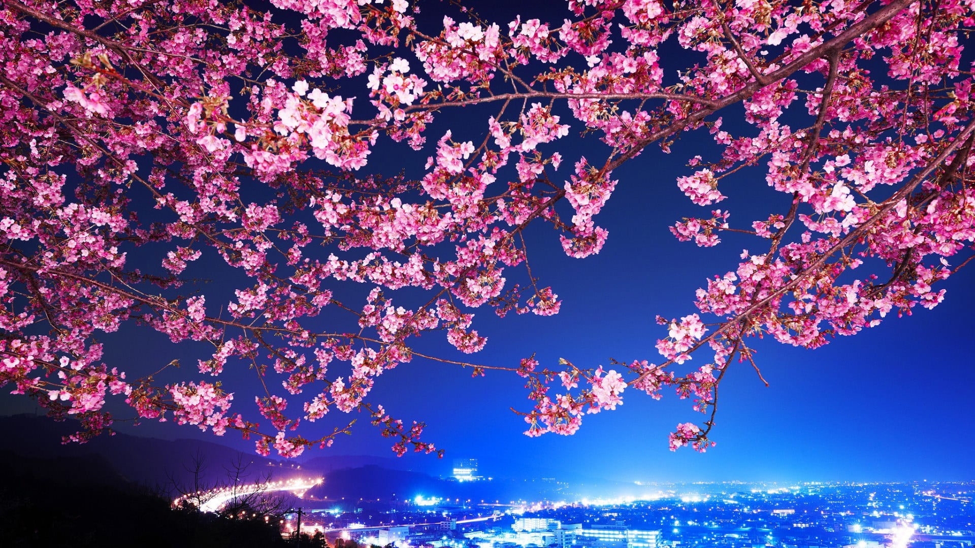 Online Crop Photo Of Pink Cherry Blossom Tree Hd Wallpaper