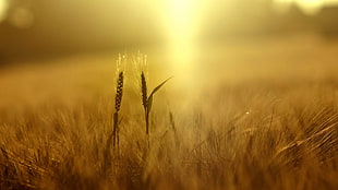 brown wheat blades, wheat, plants, nature, field HD wallpaper