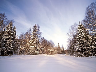 low-angle photography of forest covered in snow at daytime HD wallpaper