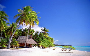 green coconut tree, nature, landscape, cabin, tropical HD wallpaper