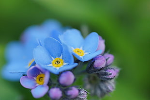 blue and purple flower close-up photo, vergißmeinnicht