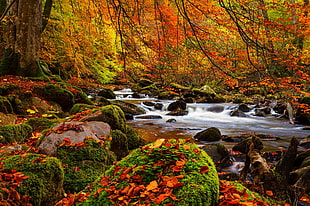 river surrounded by orange leafed forest, plants, river, nature, forest