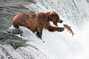 grizzly bear capturing a fish in a waterfalls HD wallpaper