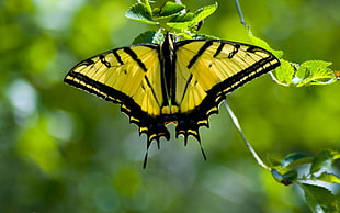 Eastern Tiger Swallowtail butterfly HD wallpaper
