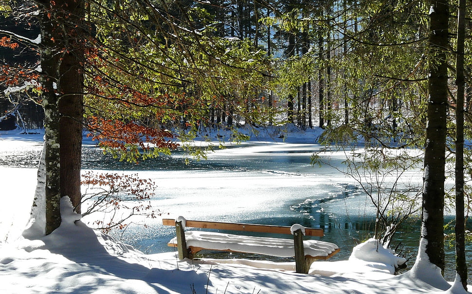 snow forest near river HD wallpaper