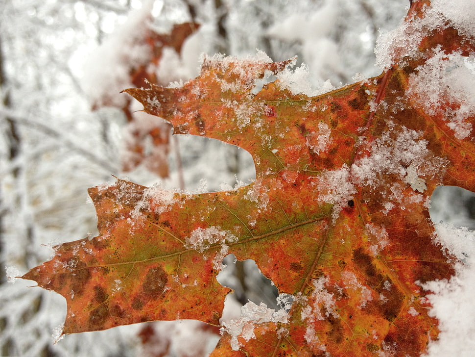 maple leaf covered with snow HD wallpaper