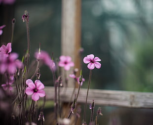 purple and white petaled flowers, flowers