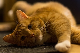 tilt shift lens photo of brown tabby cat HD wallpaper