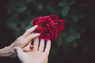 selective focus of two person holding red petaled flower