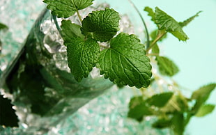 green leaf plant with green plant, plants, closeup, cup, drinking glass