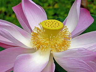 purple petaled flower, lotus flower, nelumbo nucifera, plants, india HD wallpaper