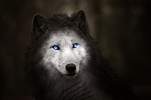 black and gray wolf