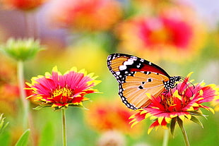 orange and red butterfly perching on red and yellow petaled flowers HD wallpaper