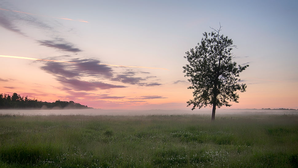 green tree under the sunset, bison HD wallpaper