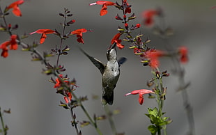 hummingbird, animals, nature, birds, hummingbirds