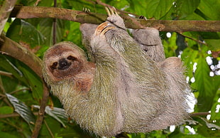 long-fur black and green animal climbing on tree