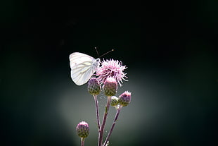 Cabbage Butterfly perching on purple flower during daytime