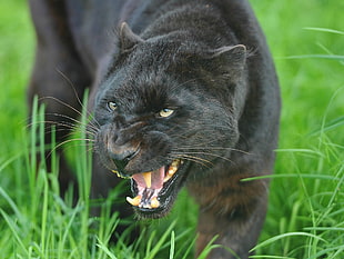 black Panther on green grass field