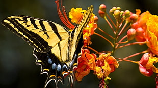 tiger swallowtail butterfly, butterfly HD wallpaper