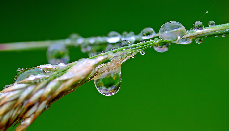 brown and green plant with droplets of water HD wallpaper