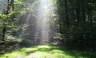 light reflection in the middle of the forest during daytime HD wallpaper