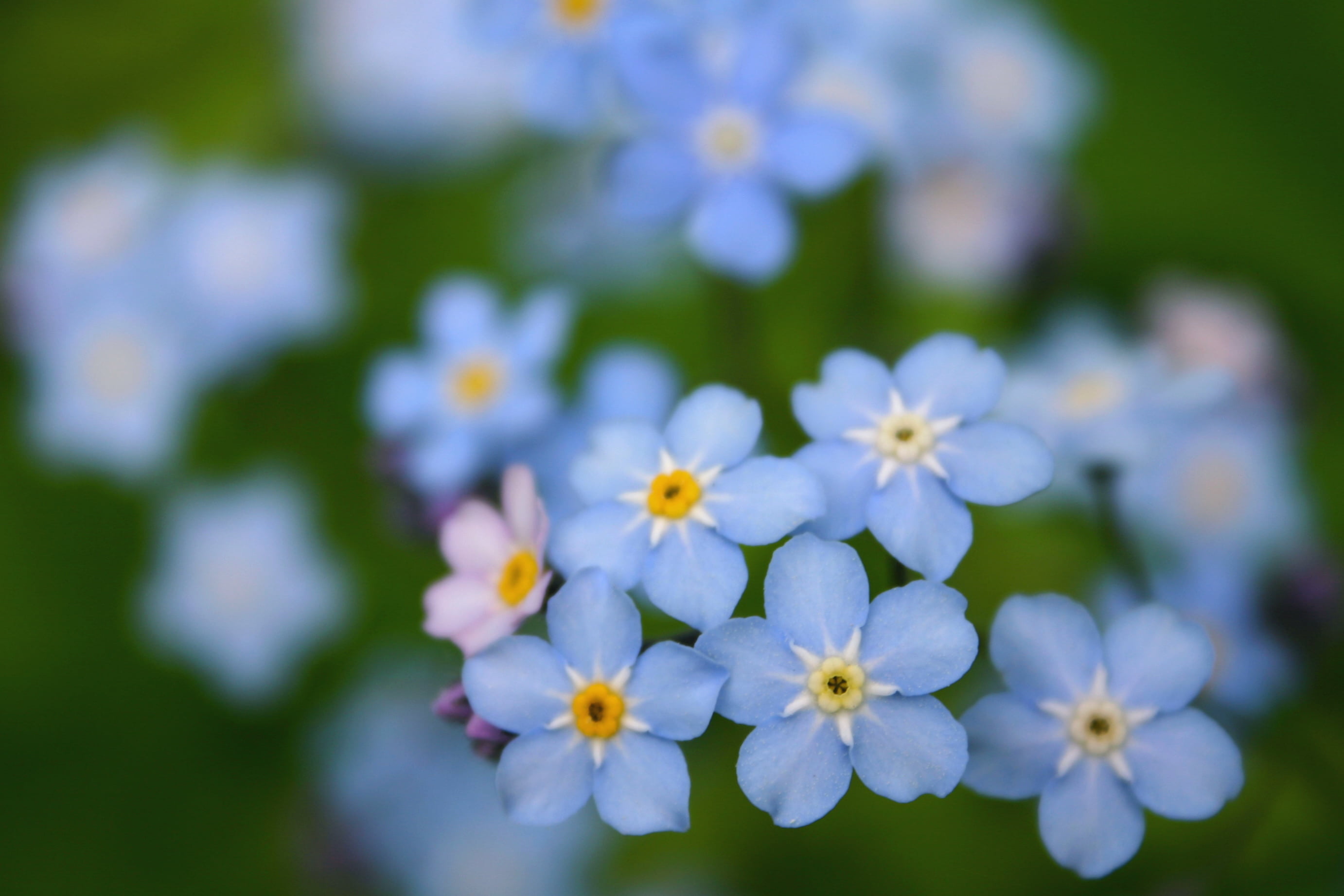 Purple 5 Petaled Flowers Forget Me Nots Hd Wallpaper Wallpaper Flare