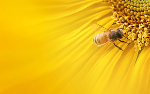 yellow honey bee close-up photo HD wallpaper