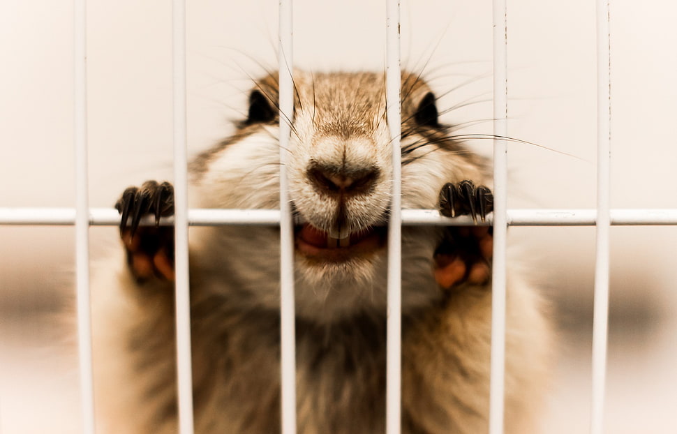 gray and brown squirrel photo, animals, cages, biting, face HD wallpaper
