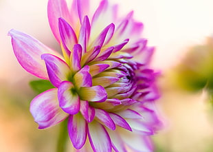 micro photography of purple and white flower, dahlia