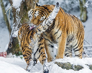two orange Tigers during winter time