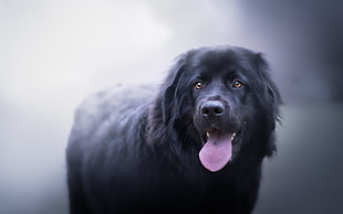 adult black Newfoundland dog, animals, tongues, dog