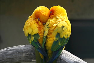 two yellow-and-green parakeets, birds, parrot, love, tropical