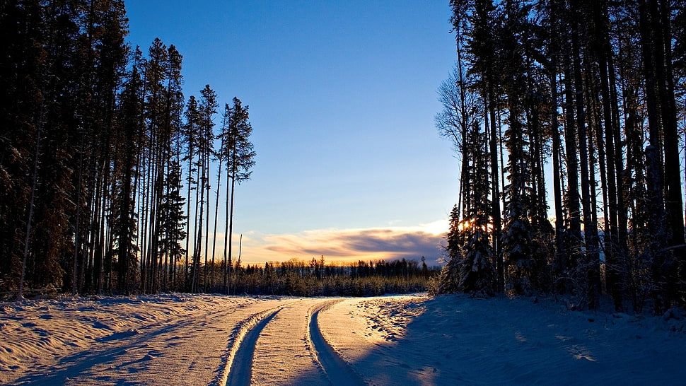 green trees, sunset, forest, winter, snow HD wallpaper