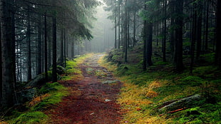 pathway surrounded by trees, nature, road, trees, forest