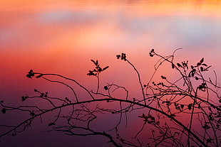 silhouette of branch with pink background HD wallpaper