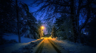 illustration of snow covered trees and road, nature, landscape, winter, street