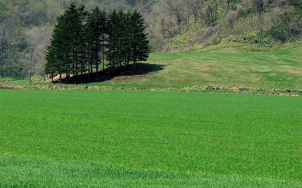 landscape photography on pine tree on green grass field HD wallpaper