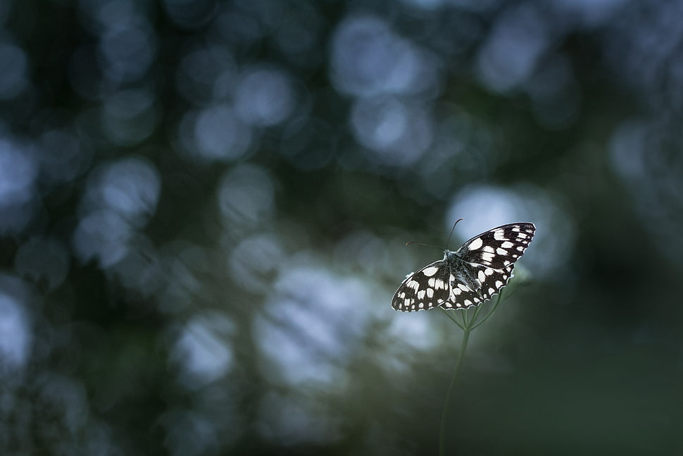 white and black butterfly, photography, nature, macro, butterfly HD wallpaper
