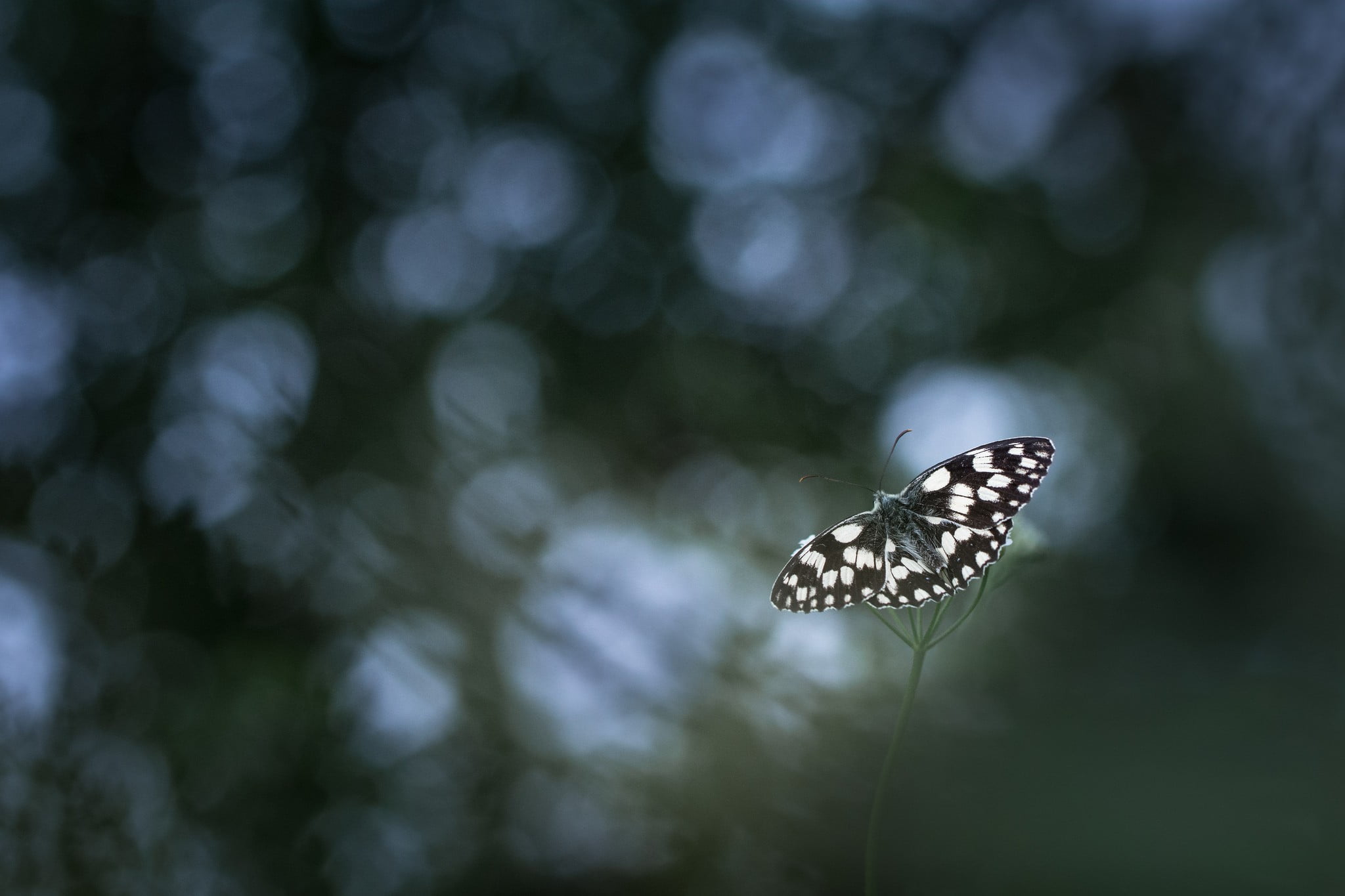 white and black butterfly, photography, nature, macro, butterfly