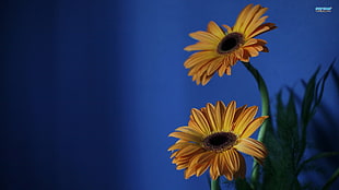 sunflowers, flowers, yellow flowers, blue background