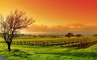 grassfield, landscape, fall, sunset, field HD wallpaper