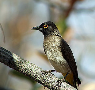 selective focus photography of black and gray bird on tree branch, bulbul, african