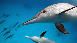 beige dolphin, water, animals, mammals, dolphin