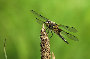 dragonfly in macro shot photography HD wallpaper