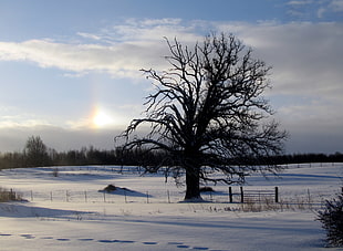 silhouette of bare tree on snow field during daytime