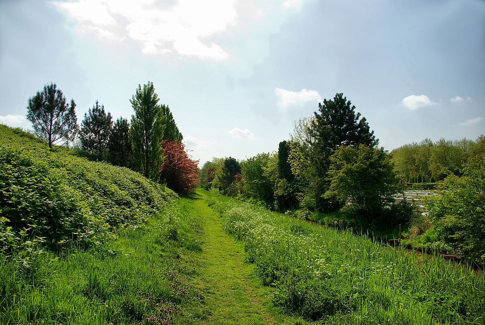 narrow pathway between grasses during daytime HD wallpaper